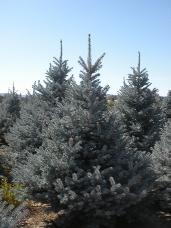 Colorado Spruce